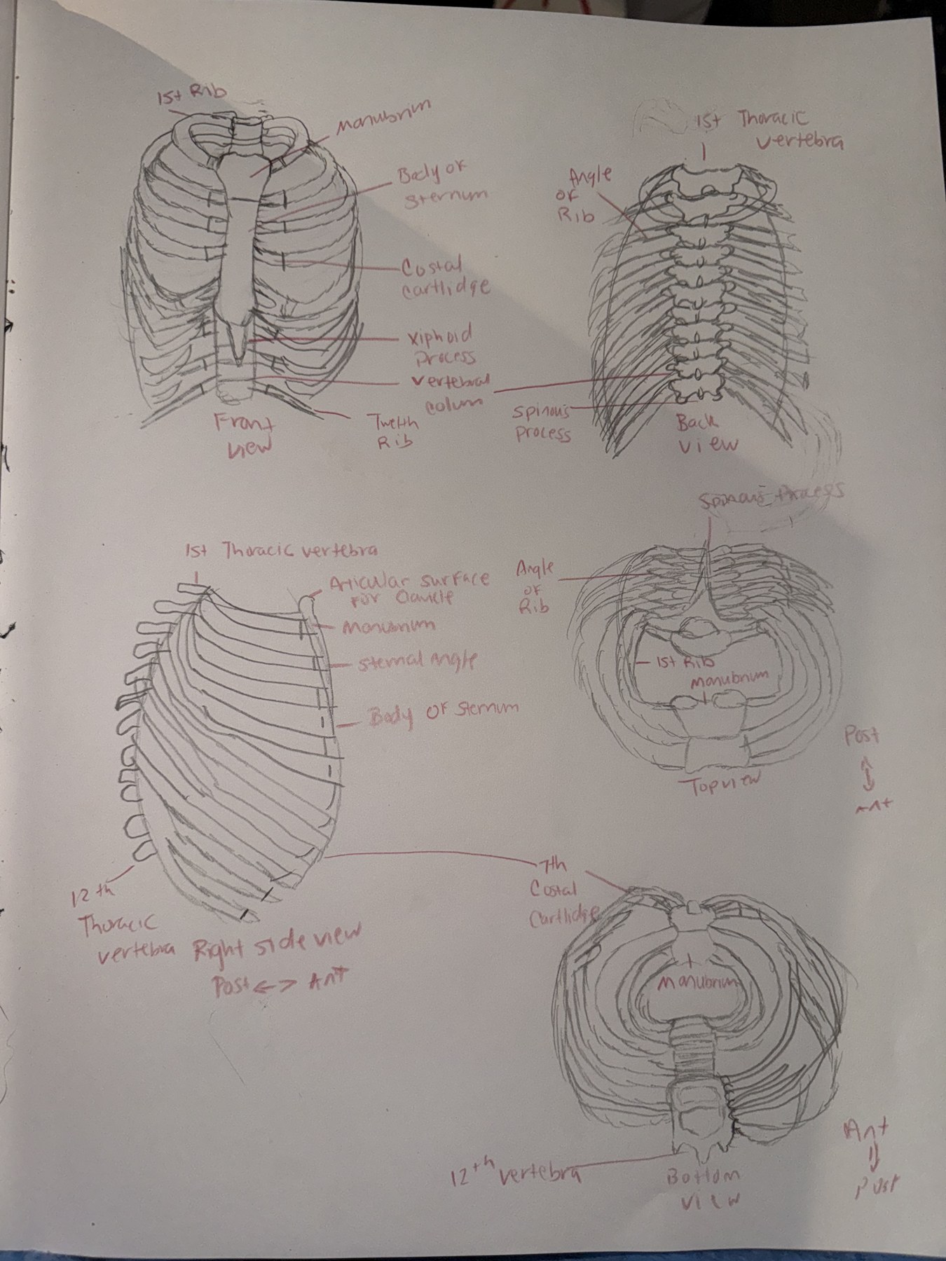 Anatomical graphite study of the ribcage and skull