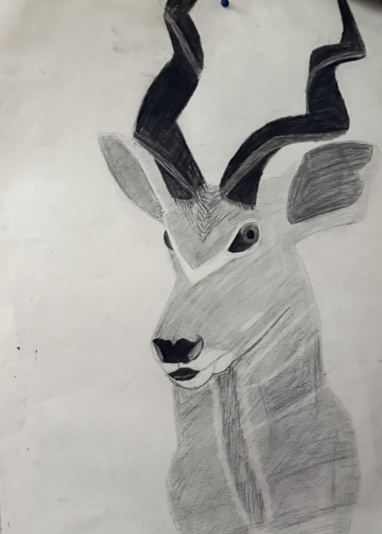 Graphite drawing of a kudu with spiraling horns