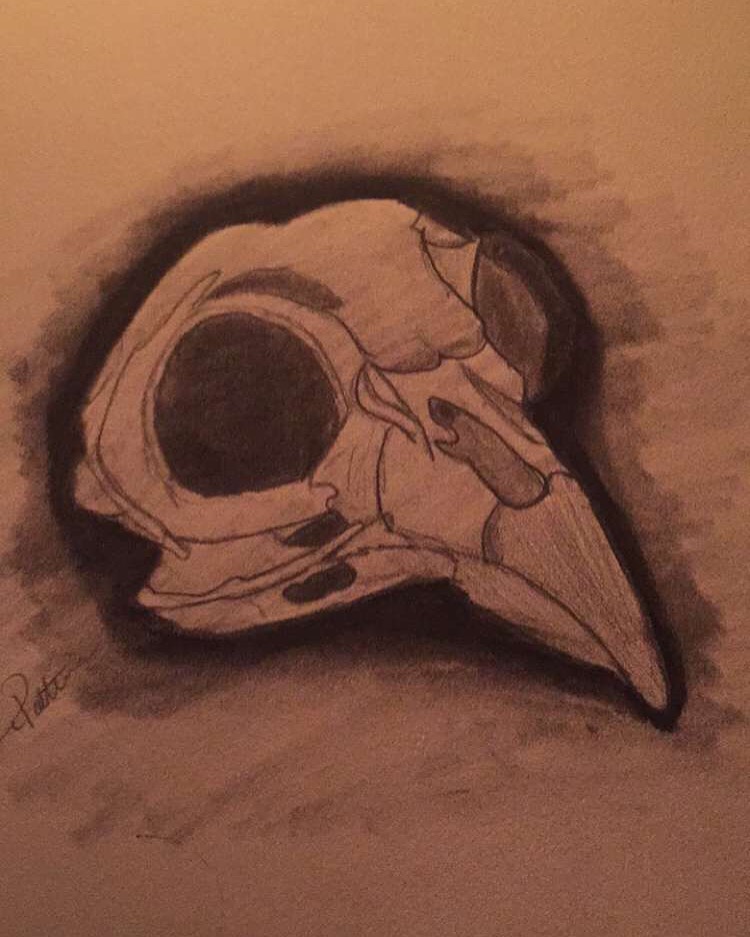 Charcoal study of an owl skull on toned paper