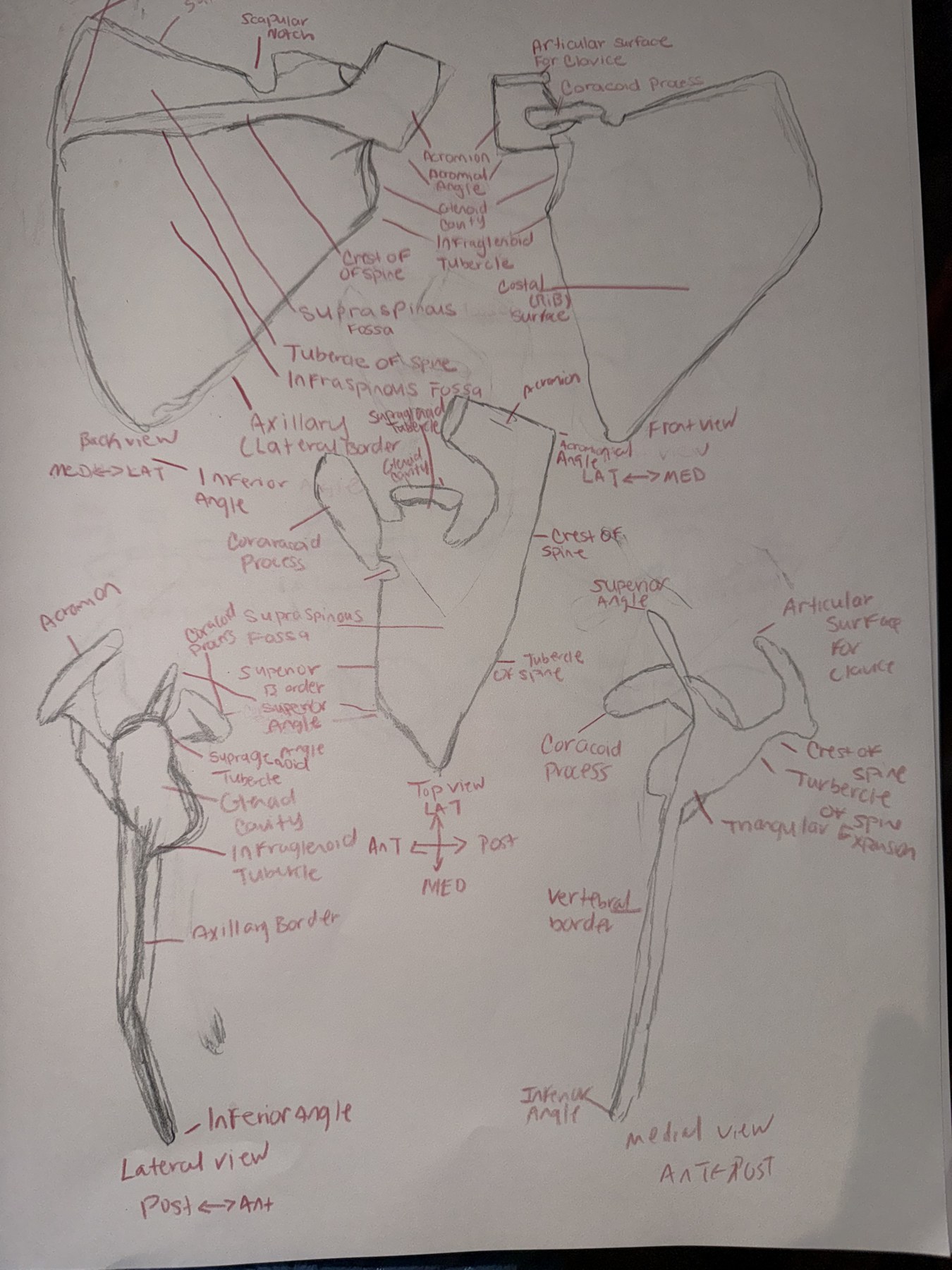 Anatomical graphite study labeling the muscles of the torso and leg