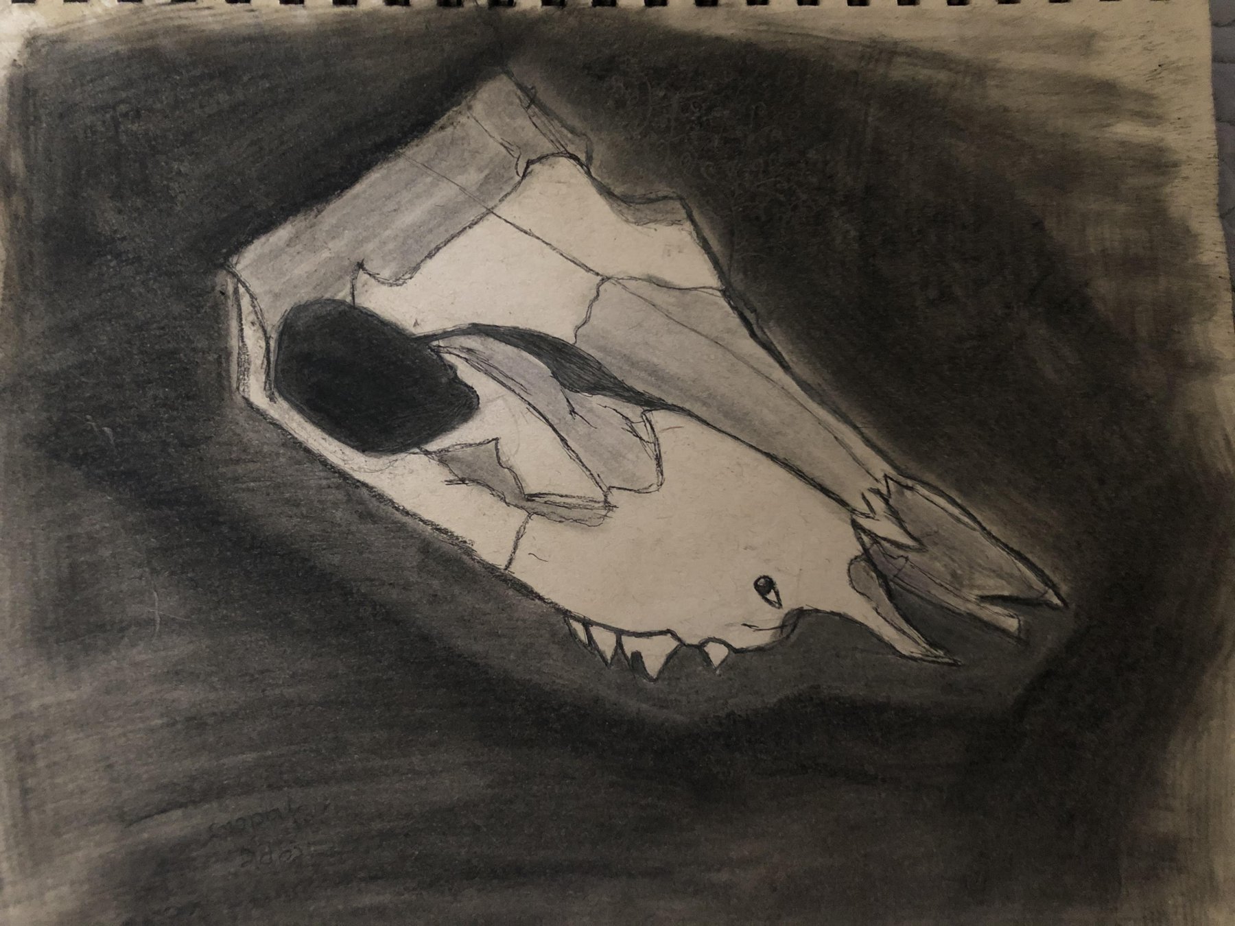 Charcoal drawing of an animal skull in strong light and shadow